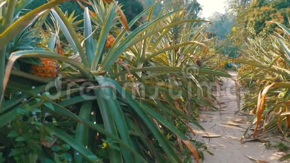 泰国季节性农场菠萝种植视频的预览图