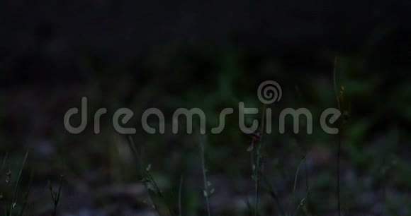 萤火虫飞舞坐在草叶上视频的预览图