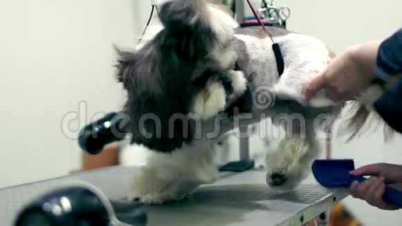 狗刷客厅里的狗梳洗视频的预览图