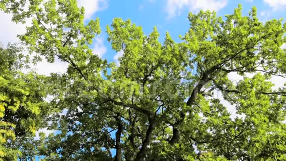 绿叶和树枝在风中摇曳视频的预览图