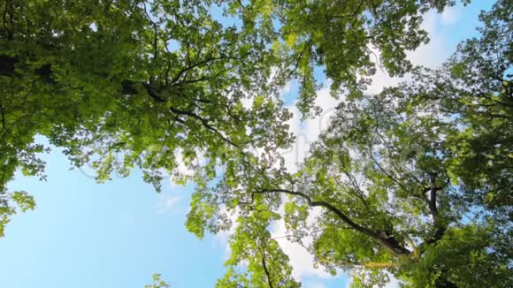 绿叶和树枝在风中摇曳视频的预览图