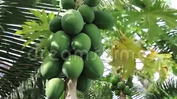 木瓜果实在树上成熟视频的预览图