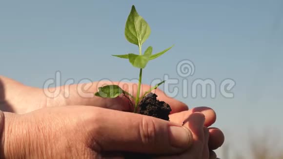 幼芽在农夫手中园丁的手拿着一棵绿色的幼苗在他们的手掌上对抗天空甜椒视频的预览图
