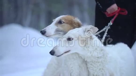 冬天森林里有两只狗视频的预览图
