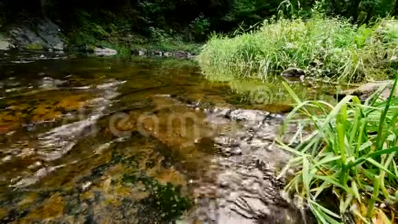 森林里清澈的小溪视频的预览图
