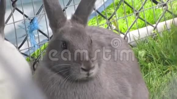 兔子嗅舔视频的预览图