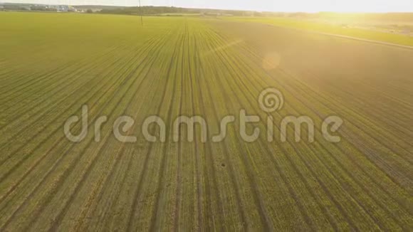 年轻的小麦作物冬季谷物日落时升小麦的绿野空中观景视频的预览图