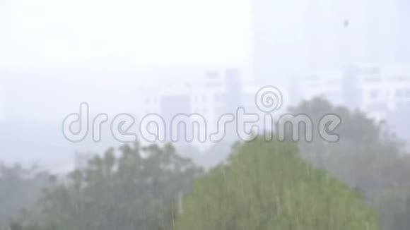 丛林中热带雨的背景燕子和鸟儿在雨中飞翔视频的预览图