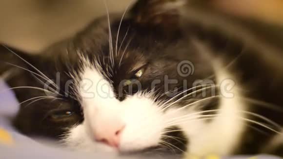 一只可爱的黑白猫绿眼睛在沙发上睡着了猫的眼睛特写镜头乌鸦慢慢地眨着眼睛视频的预览图