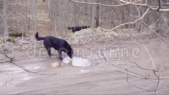 在春天的公园里一只黑狗从泥坑里喝水视频的预览图