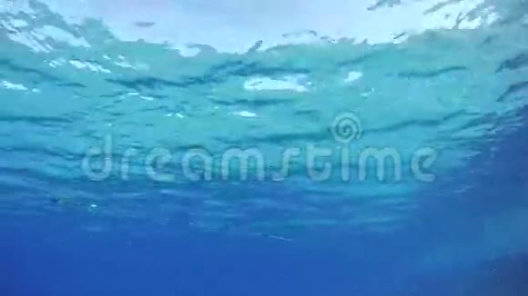 埃及红海中年轻人自由潜水在框架内滑行和漂浮视频的预览图