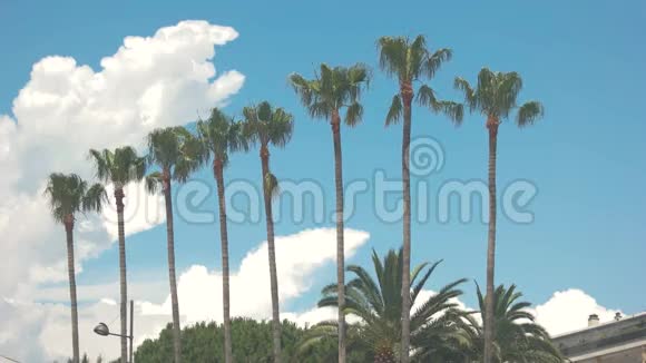 多云的天空和棕榈树视频的预览图