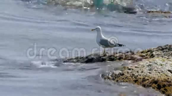海鸥坐在海水前的海藻岩上视频的预览图