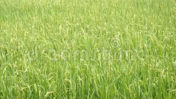 绿色稻田的运动视频的预览图