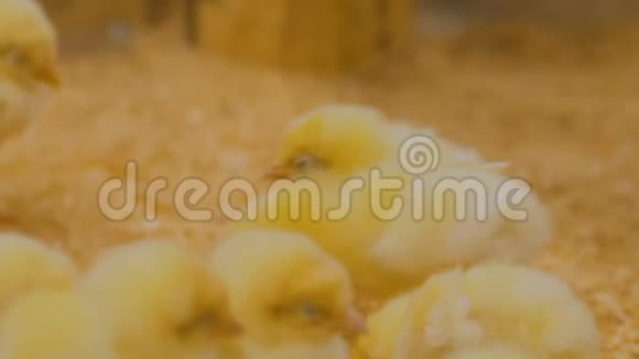在动物园喂新生鸡的女人视频的预览图