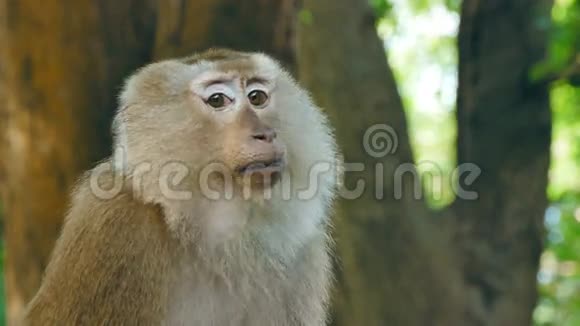 天然野生恒河猴视频的预览图