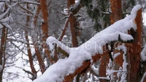 一棵松树的树干冬天降雪时被雪覆盖慢动作视频的预览图