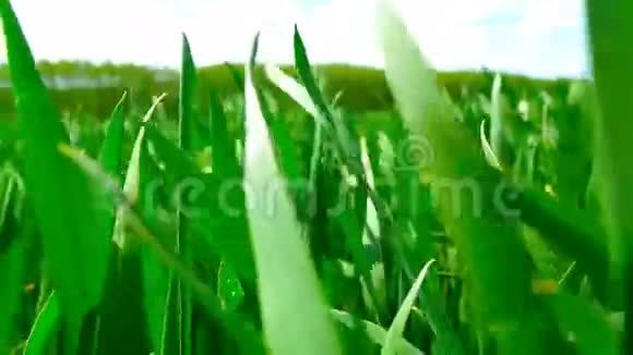 绿色的小麦地视频的预览图