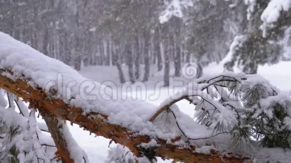 一棵松树的树干冬天降雪时被雪覆盖慢动作视频的预览图