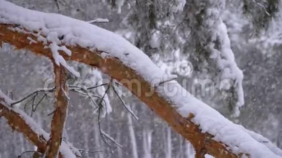 一棵松树的树干冬天降雪时被雪覆盖慢动作视频的预览图