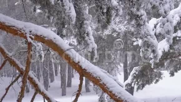 一棵松树的树干冬天降雪时被雪覆盖慢动作视频的预览图
