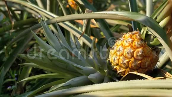 泰国季节性农场菠萝种植视频的预览图