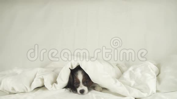 狗狗帕皮龙从床上的毯子下面爬出来视频的预览图