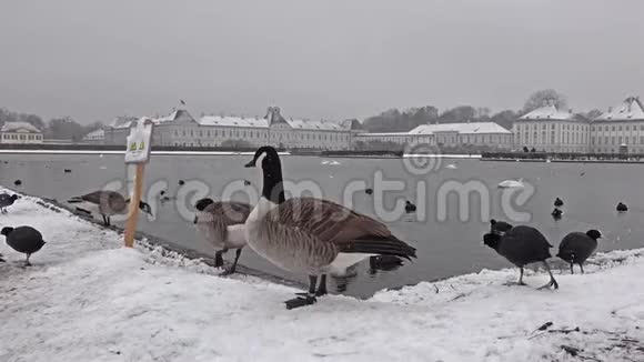 冬天野鹅在尼芬堡城堡前下雪视频的预览图
