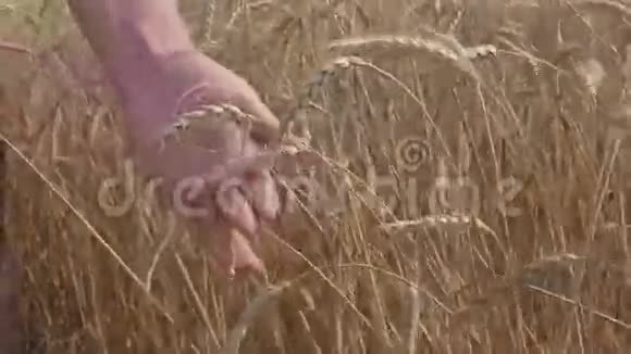 女性手握熟小麦动画数码显示视频的预览图