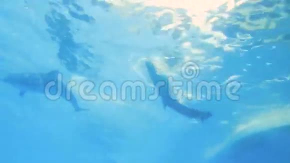 海豚带球水下视频的预览图