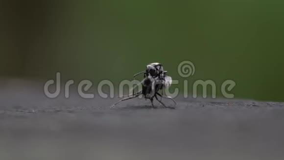 两只黑蚂蚁在台湾森林的野外作战的慢动作视频的预览图