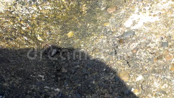 小螃蟹在海岩上行走视频的预览图
