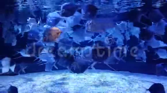 向下看的鱼在圆圈里游泳视频的预览图