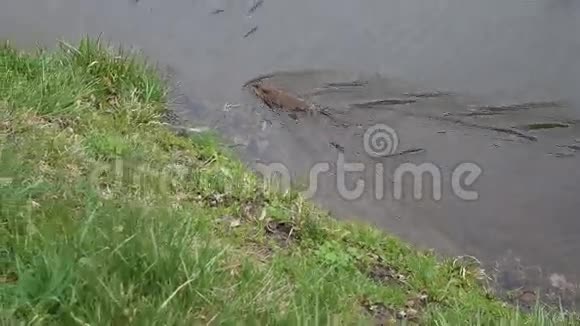 麝鼠在池塘水面游泳视频的预览图