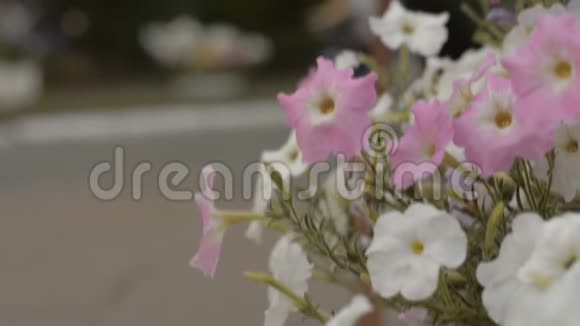 花艳艳的花坛视频的预览图