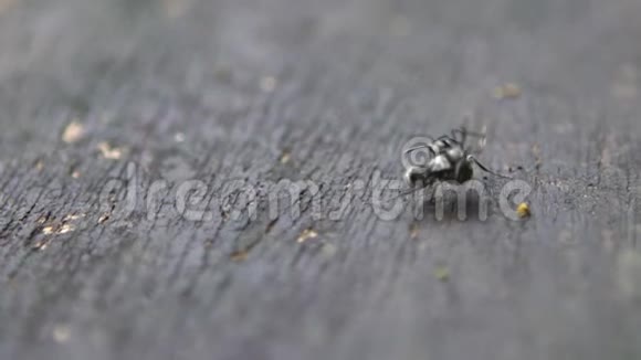 两只黑蚂蚁正在进行激烈的对抗视频的预览图