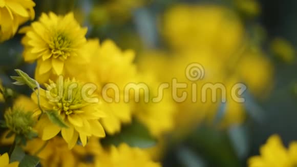 花园里美丽的黄花的特写剪辑绿色草地上的黄花视频的预览图