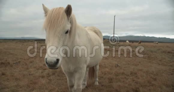 美丽的白马越过冰岛的群山视频的预览图