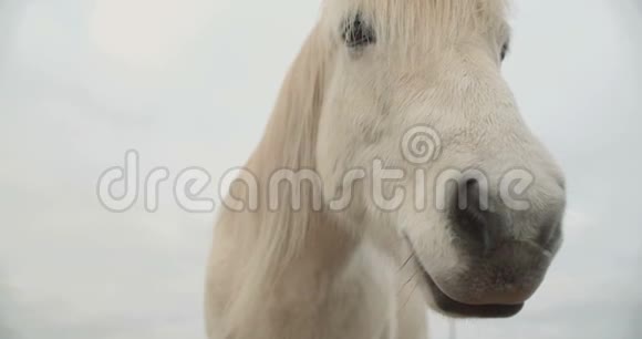 美丽的白马越过冰岛的群山视频的预览图