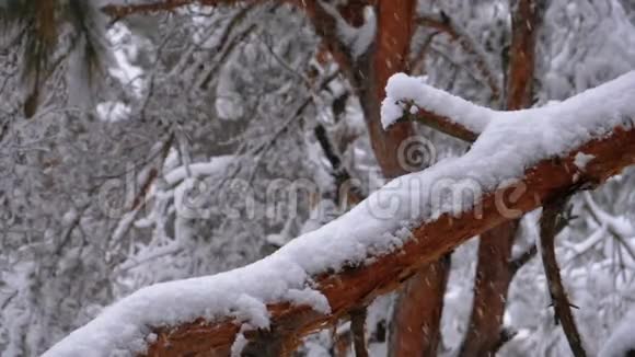 一棵松树的树干冬天降雪时被雪覆盖慢动作视频的预览图