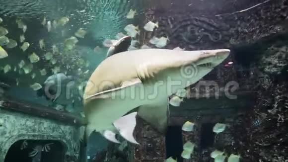 沙虎鲨金龟子和水族馆中的小鱼视频的预览图