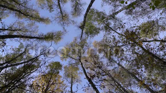 通过移动的桦树树枝俯瞰天空视频的预览图