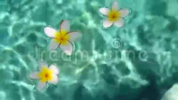 水中的热带花卉视频的预览图