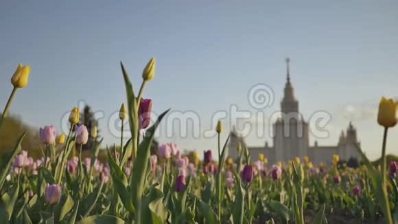 在日落时拍摄的背景是多色郁金香洛蒙诺索夫州立大学标志性建筑视频的预览图
