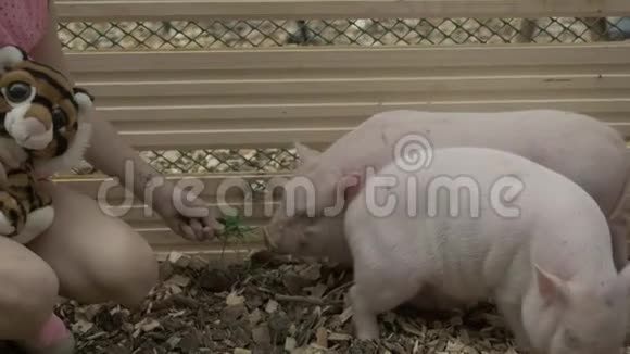 在农场里喂小公猪的女孩猪的生命饲养农村女童猪场动物和自然视频的预览图