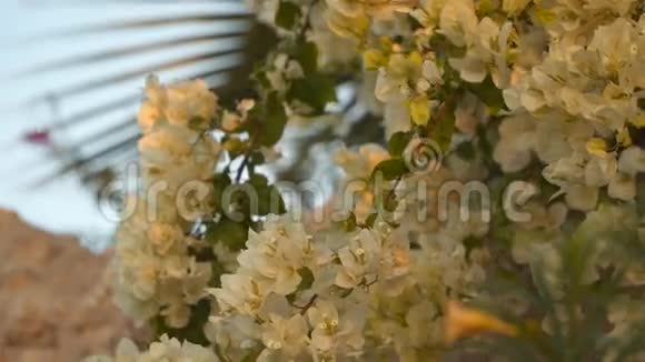一大早灌木上的白色花朵视频的预览图