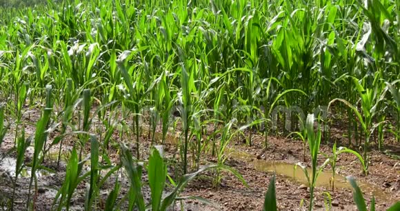 有土壤灌溉的麦田视频的预览图
