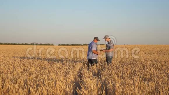 农民和商人与平板电脑作为一个团队在实地工作农学家和农民正把一粒小麦放在视频的预览图