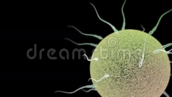 很多精子试图给卵子受精视频的预览图