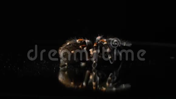 在黑暗中毛茸茸的狼蛛在镜子上爬行特写镜头视频的预览图